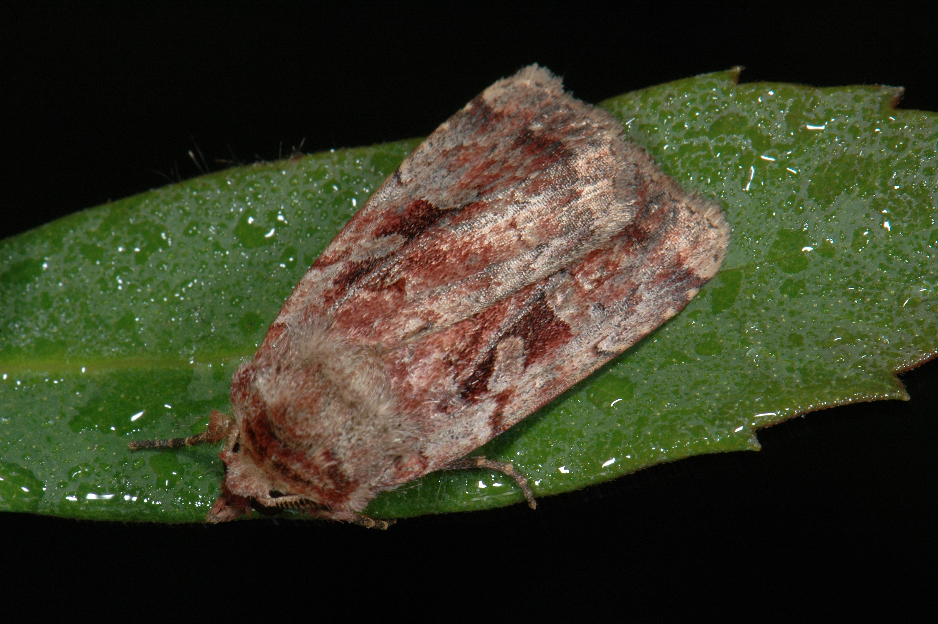 Hoogveenaarduil – Coenophila subrosea Ernest van Asseldonk DSC_07212.JPG